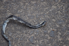 Pseudoxyrhophiidae