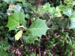 Alchornea ilicifolia