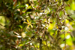 Dendrobium cymbidioides