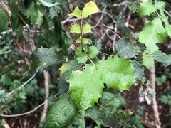 Alectryon subdentatus