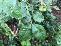 Alectryon subdentatus