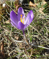 Crocus neapolitanus