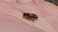 Leioproctus fulvescens