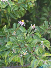 Grewia occidentalis