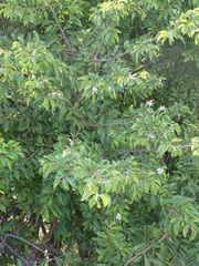 Grewia occidentalis