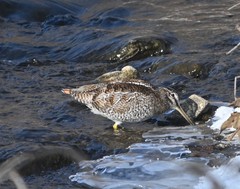 Gallinago solitaria