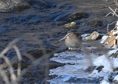 Gallinago solitaria