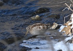 Gallinago solitaria
