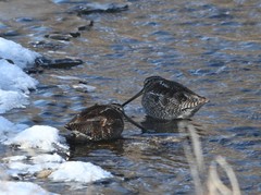 Gallinago solitaria
