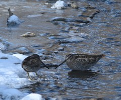 Gallinago solitaria