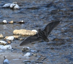 Gallinago solitaria