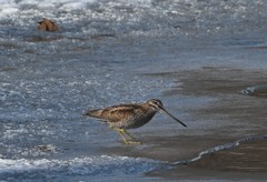 Gallinago solitaria