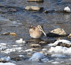 Gallinago solitaria