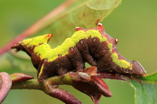 Iron Prominent