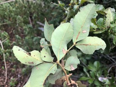 Alectryon subdentatus