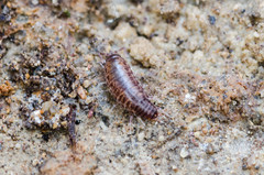 Chaetophiloscia hastata