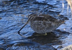 Gallinago solitaria