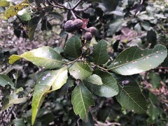 Alectryon subdentatus