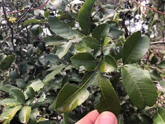 Alectryon subdentatus