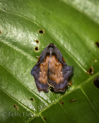 Macaduma