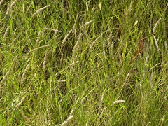 Poaceae