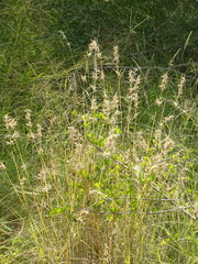 Poaceae