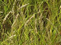 Poaceae