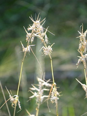 Poaceae