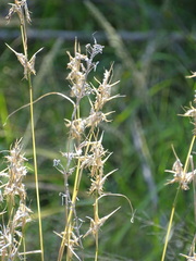 Poaceae