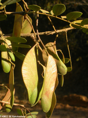 Brandzeia filicifolia image
