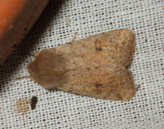 Orthosia cruda