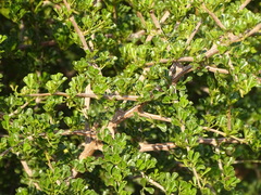 Angiospermae