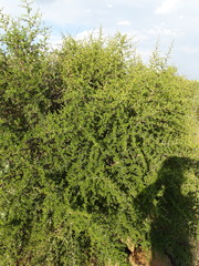 Angiospermae