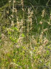 Poaceae