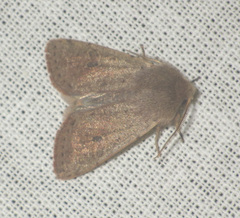Orthosia cruda
