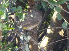 Pycnonotus nigricans superior