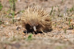 Tachyglossus aculeatus multiaculeatus