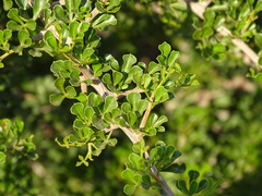 Angiospermae