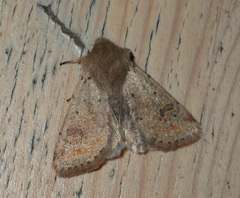 Orthosia cruda