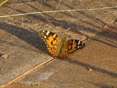 Vanessa cardui