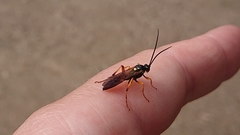 Ichneumon lotatorius