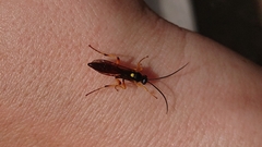 Ichneumon lotatorius