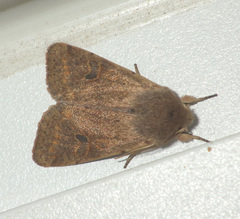 Orthosia cruda