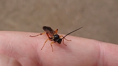 Ichneumon lotatorius