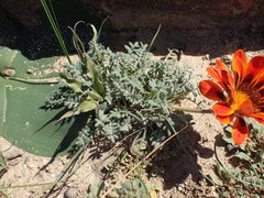 Gazania leiopoda
