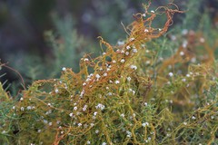 Cassytha glabella dispar