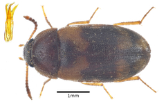 Mycetophagus piceus