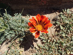 Gazania leiopoda
