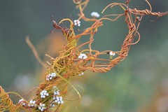 Cassytha glabella dispar