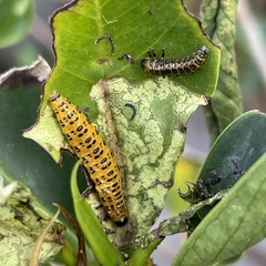 Morphosphaera caerulea